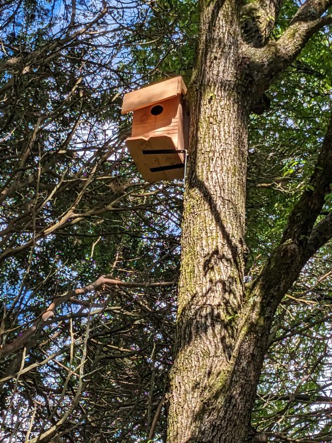 Squirrel Box in the Tree