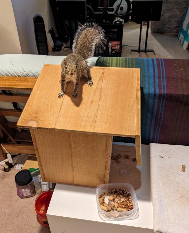 Albert on the Squirrel Box